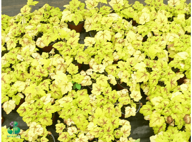 Heucherella   'Stoplight'
